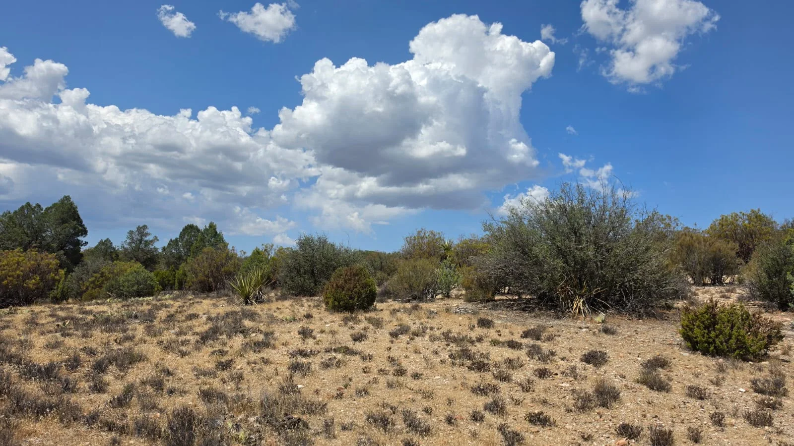 Llano con vegetación nativa y cielo despejado